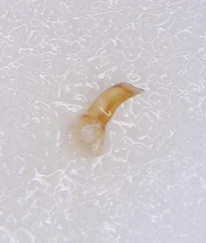 Cholovocera formicaria